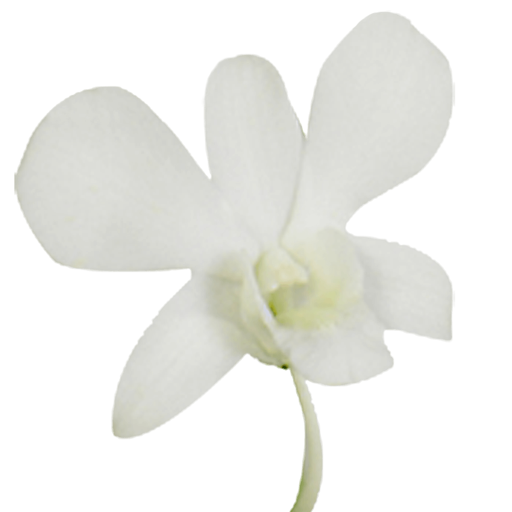 Mixed White Modern Fresh Flower — Wholesale Flowers, Floral Design,  Orchids- Mina Flower Design