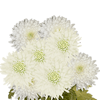 Qty of White Disbud Pom Poms For Delivery to Destin, Florida