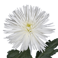 Qty of White Fuji Spider Mums For Delivery to Winston_Salem, North_Carolina