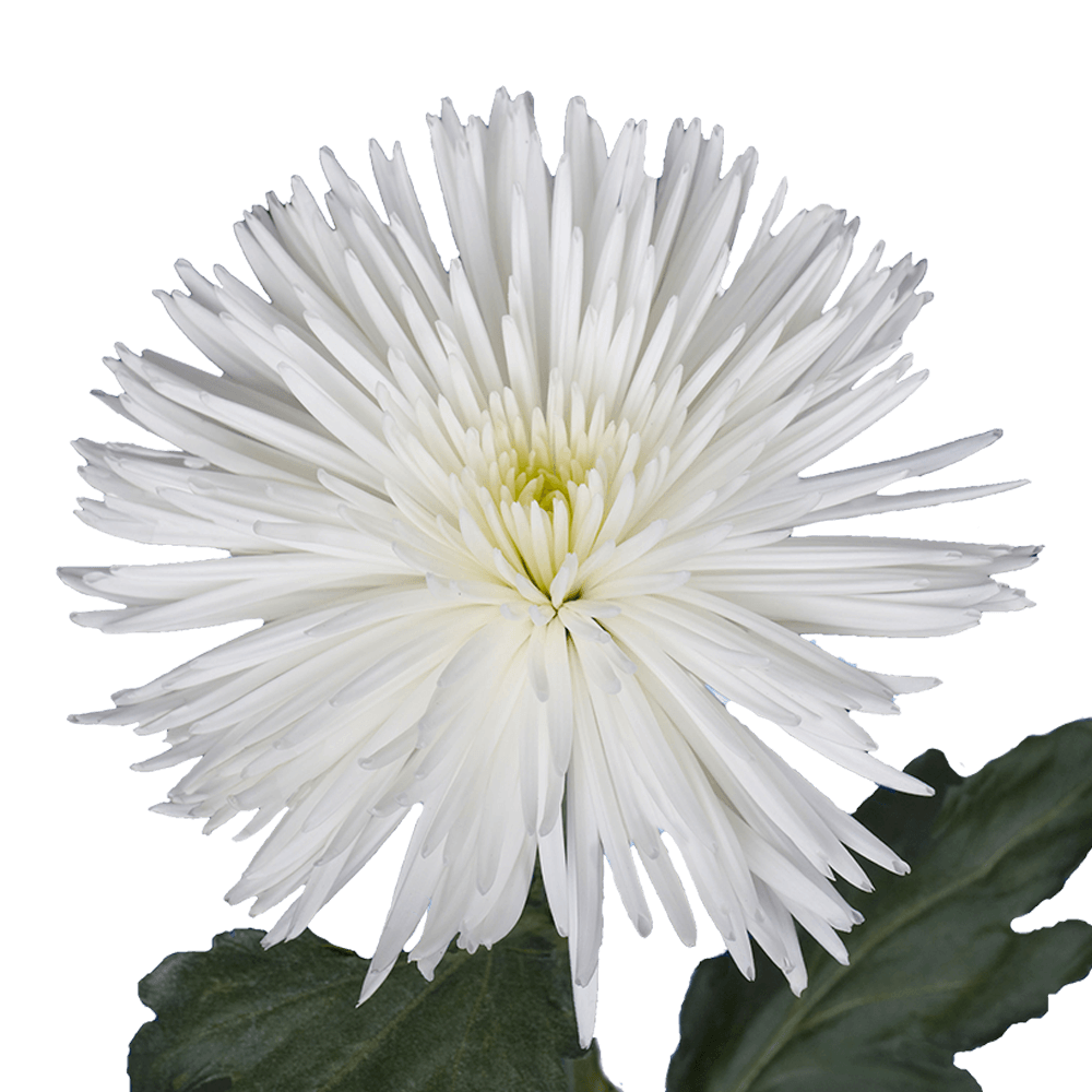 Qty of White Fuji Spider Mums For Delivery to Elizabeth, New_Jersey
