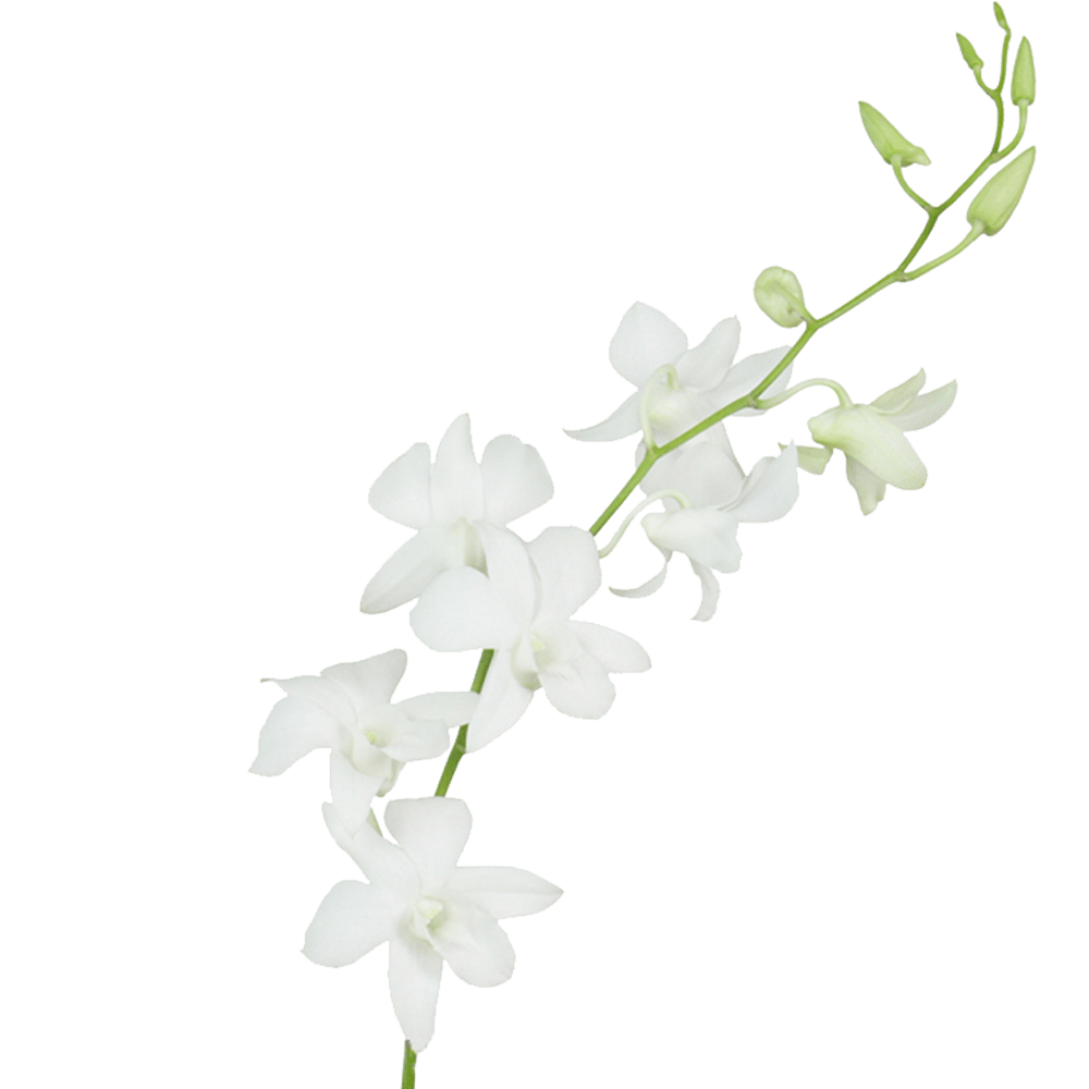 White Galaxy Orchids For Sale Fresh Flower Delivery