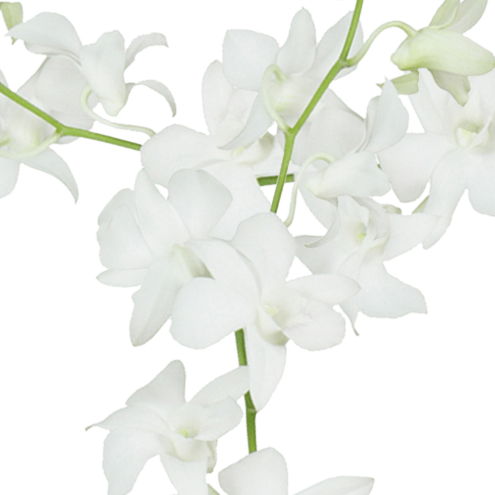 White Galaxy Orchids Wholesale Flower Delivery