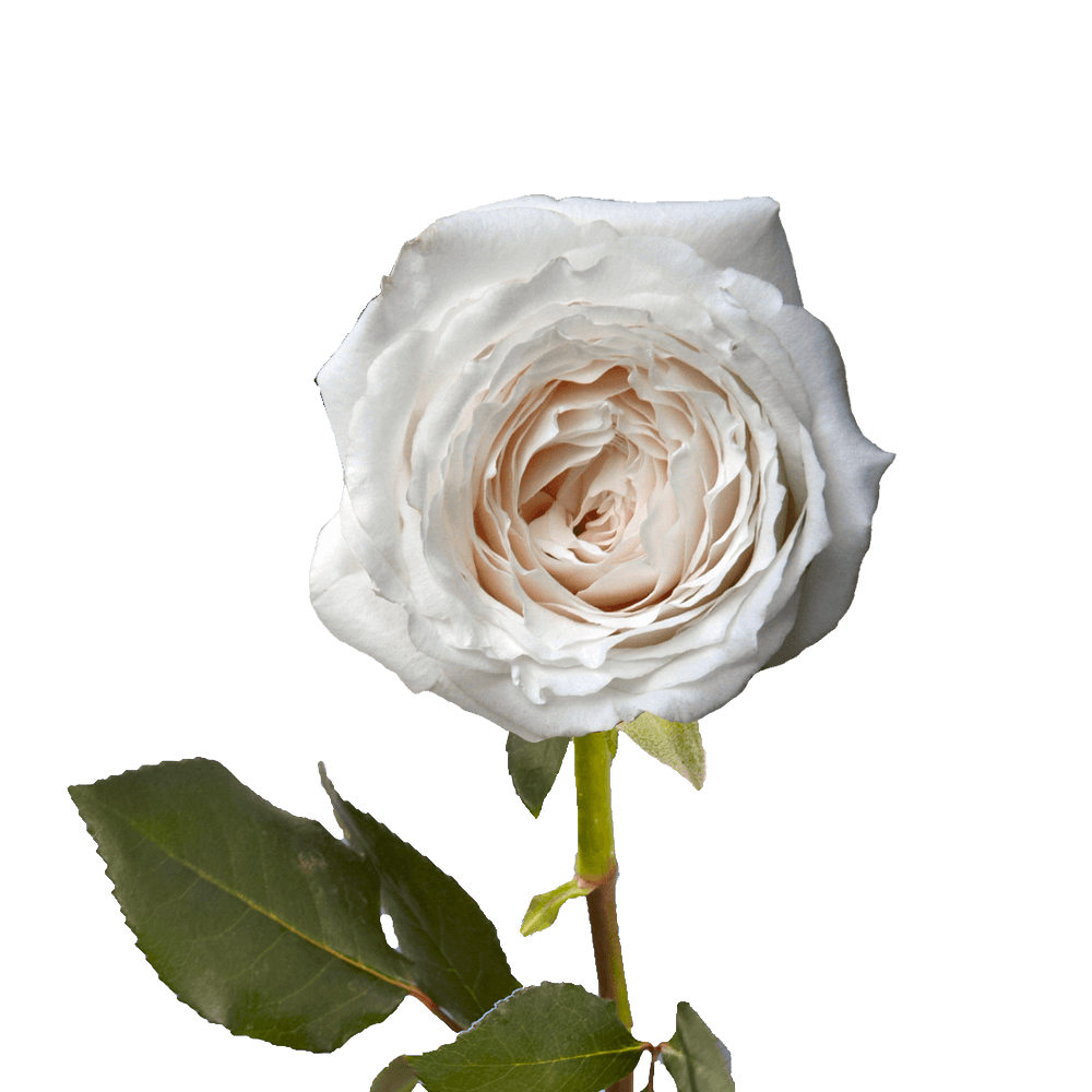 White Garden Roses Online Flowers