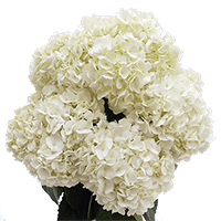 (HB) Hydrangeas White For Delivery to Muskegon, Michigan