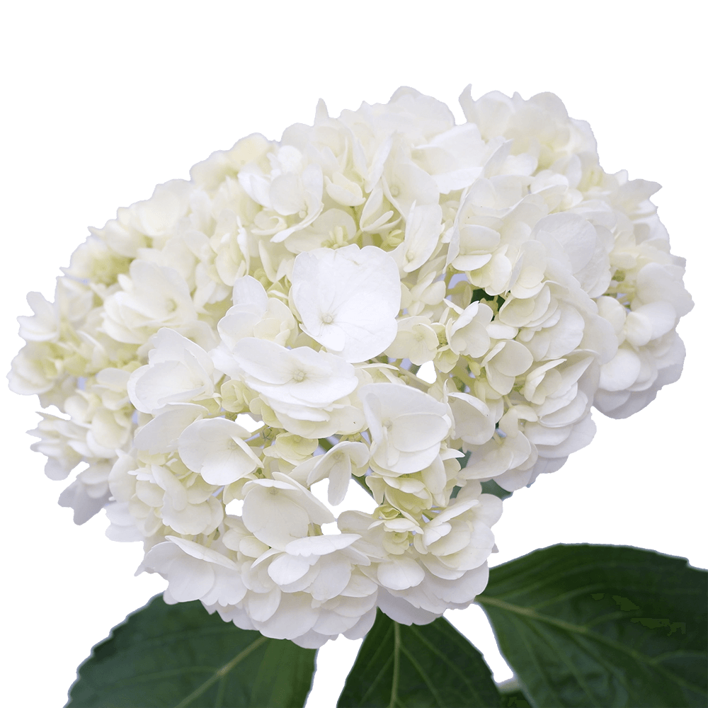 10 Premium White Hydrangea Flowers - Spring Wedding Bridal Bouquet Flower