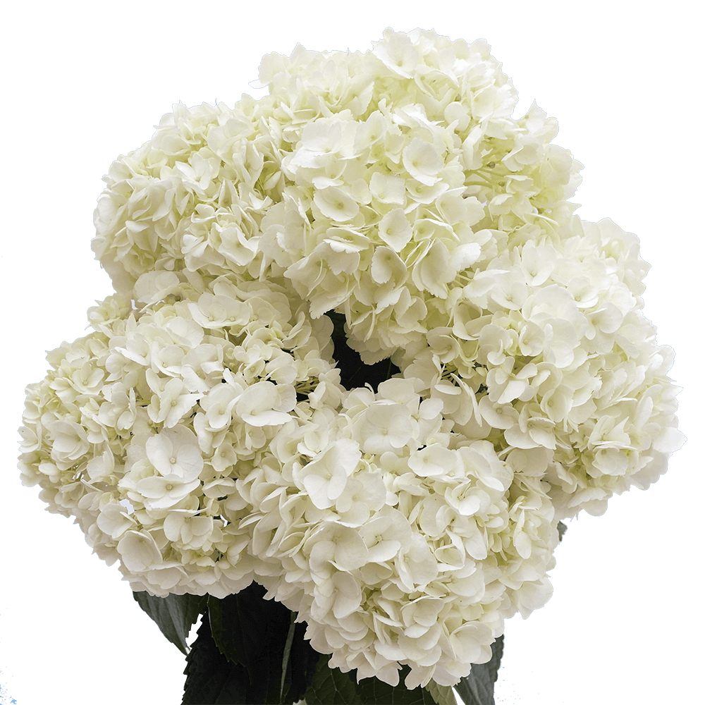 Send White Chrysanthemum Cushion Flowers