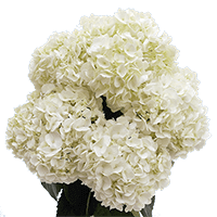 (OC) Hydrangeas White For Delivery to Medina, Ohio