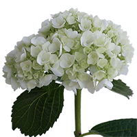 Hydrangeas White (OC) [Include Flower Food] (OM) For Delivery to Corning, New_York