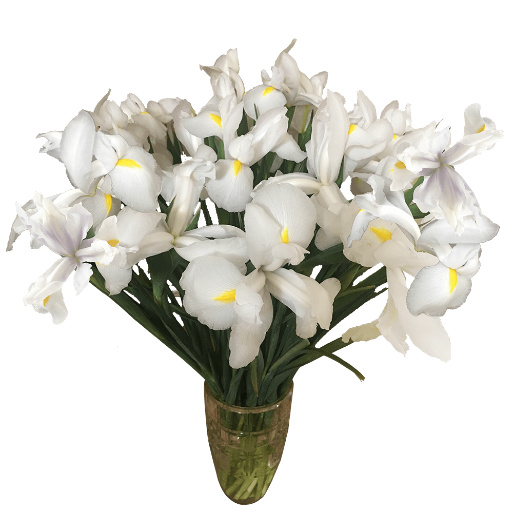 Iris Casablanca White Qty For Delivery to Norwood, Massachusetts