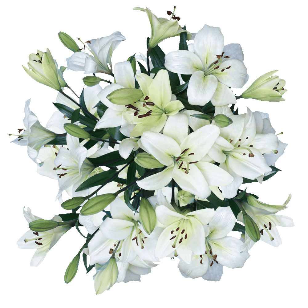 White Lilies Asiatic Lily Flowers Cheap Real Flowers