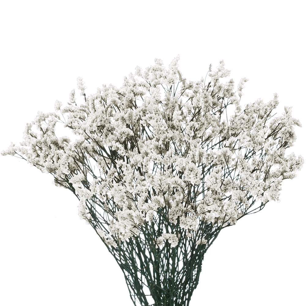 Qty of White Limonium Flowers For Delivery to Salisbury, North_Carolina