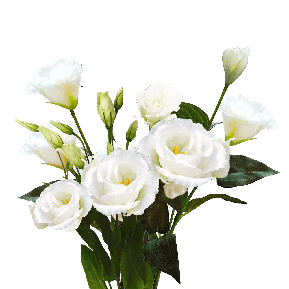 Qty of White Lisianthus For Delivery to Midland, Texas