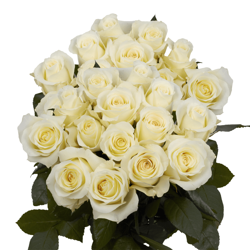 White Long Stem Roses Free Delivery Anastacia Roses