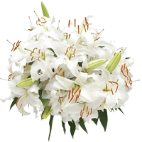 (OC) Oriental Lilies White 2 Bunches For Delivery to Collegeville, Pennsylvania