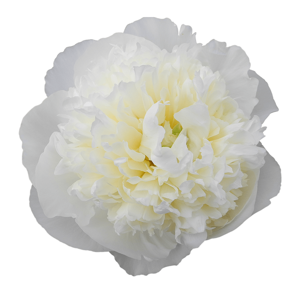 Qty of Creamy White Peony Flowers For Delivery to Inverness, Florida