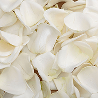 3500 Rose Petals White Colors (OC) [Include Flower Food] (OM) For Delivery to Shawnee, Oklahoma