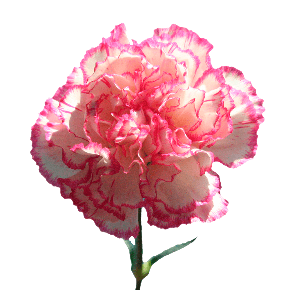 100 Stems of White with Pink Edges, Minerva Carnations