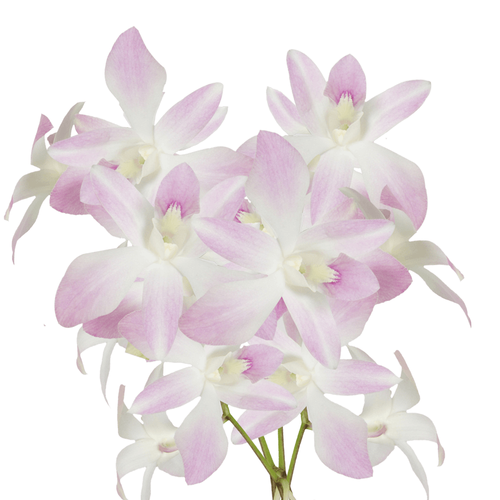 White Pink Orchids for Sale Cheap Orchid Flowers