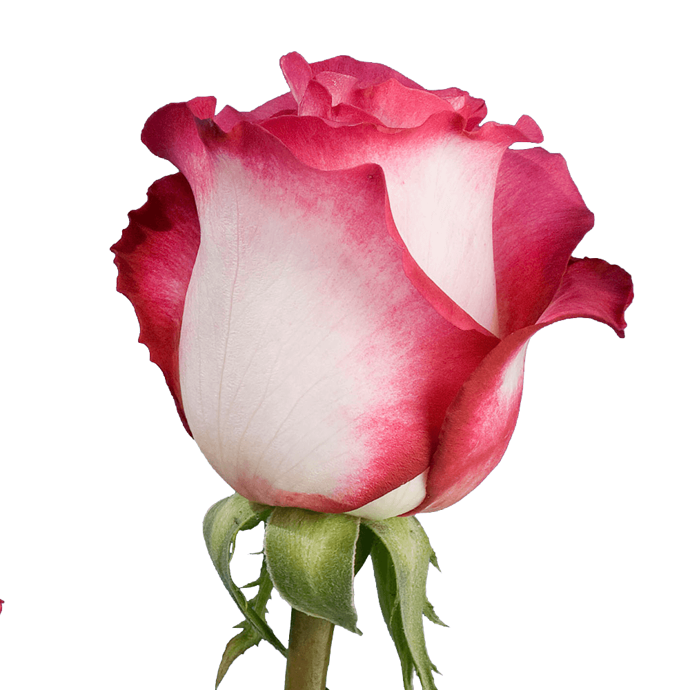 Qty of Higlander Roses For Delivery to Faqs.Html, Pennsylvania