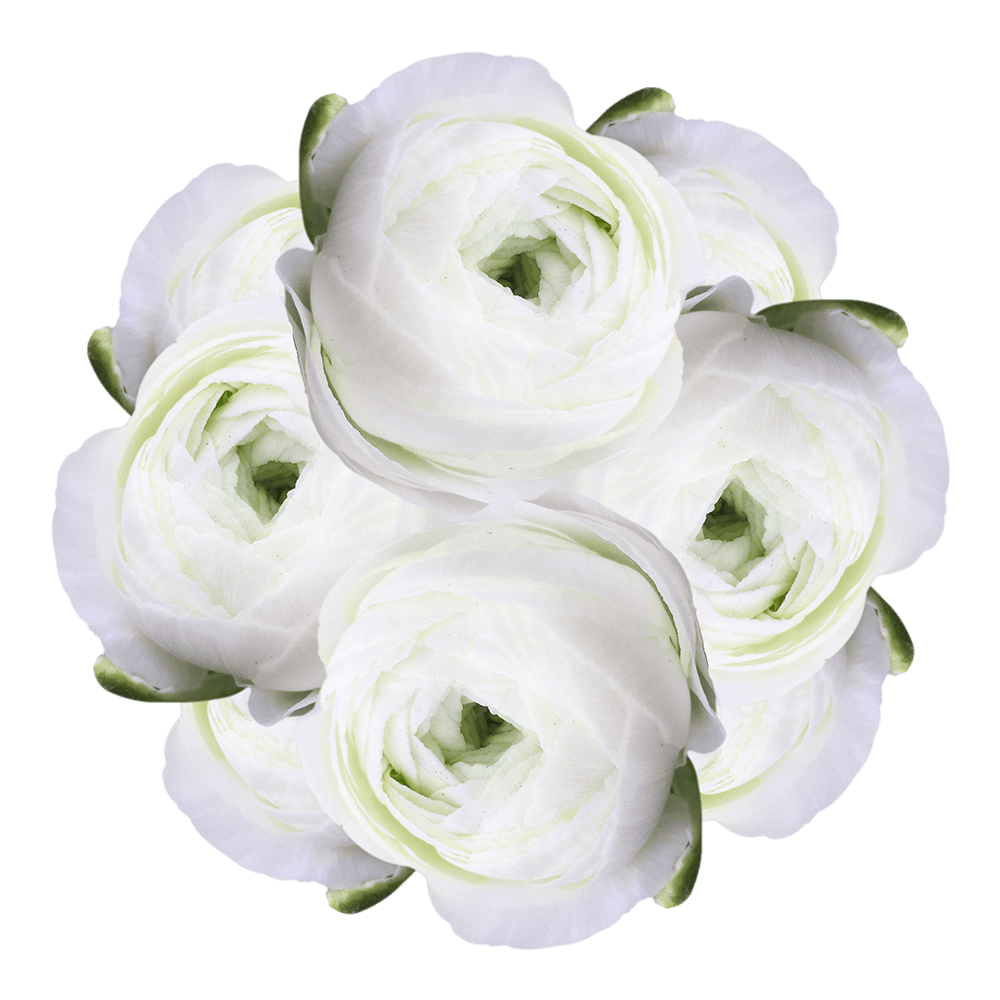 White Ranunculus Bulbs Fresh Cut Flowers