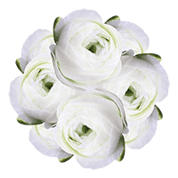 Ranunculus White 30Cm 15 Bunches (HB) For Delivery to Lake_Havasu_City, Arizona
