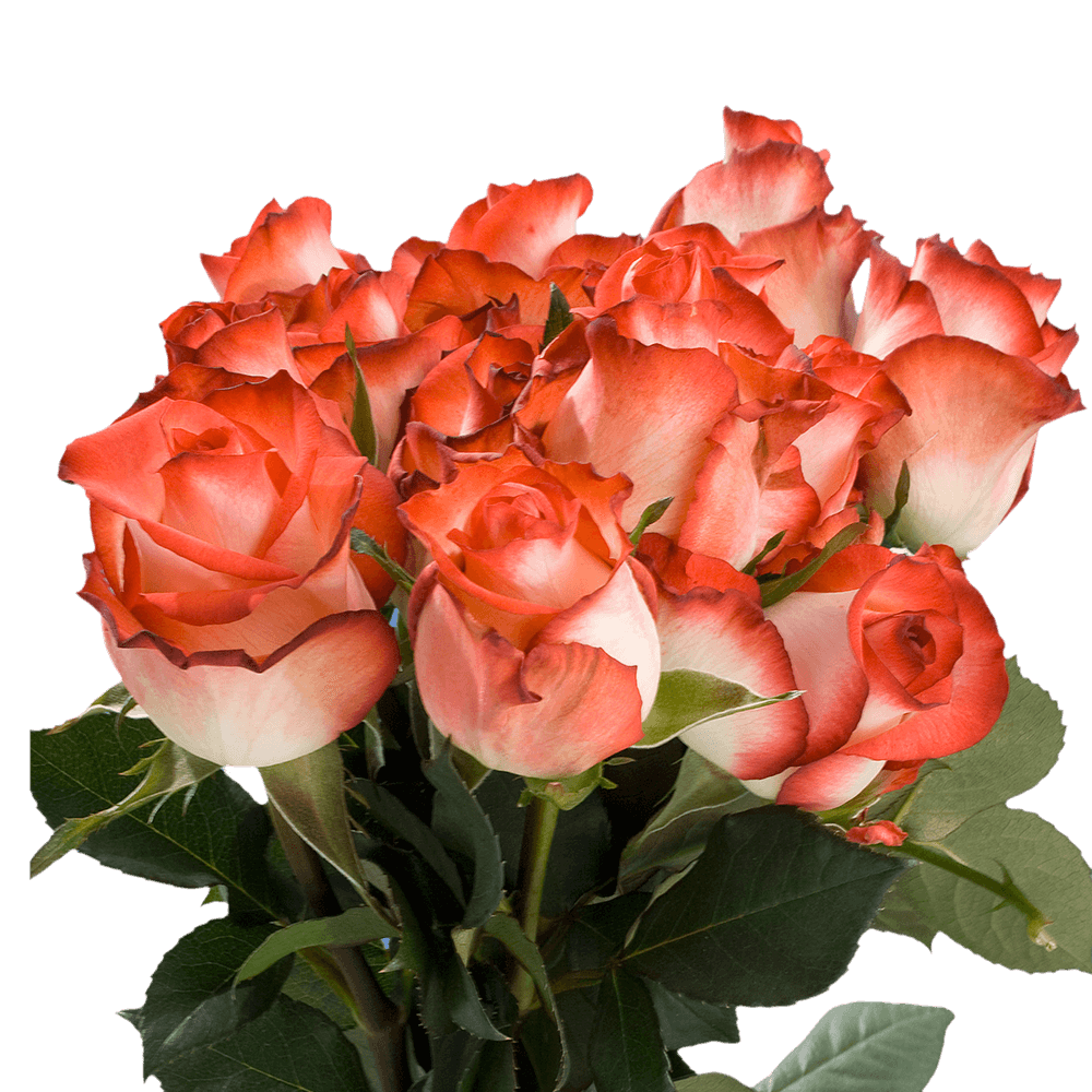 White Red Delivery Roses