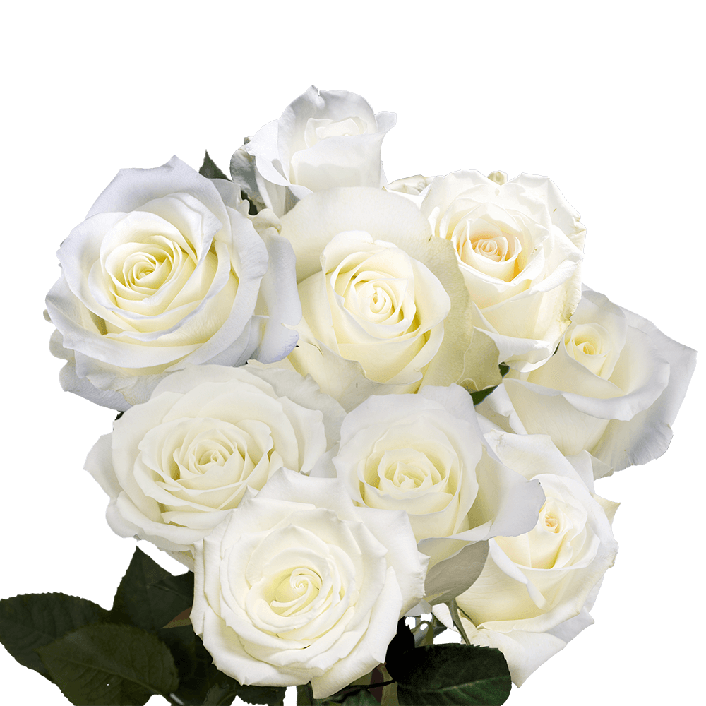 White Roses with Clear Glitter- Bulk, Wholesale Glitter Roses