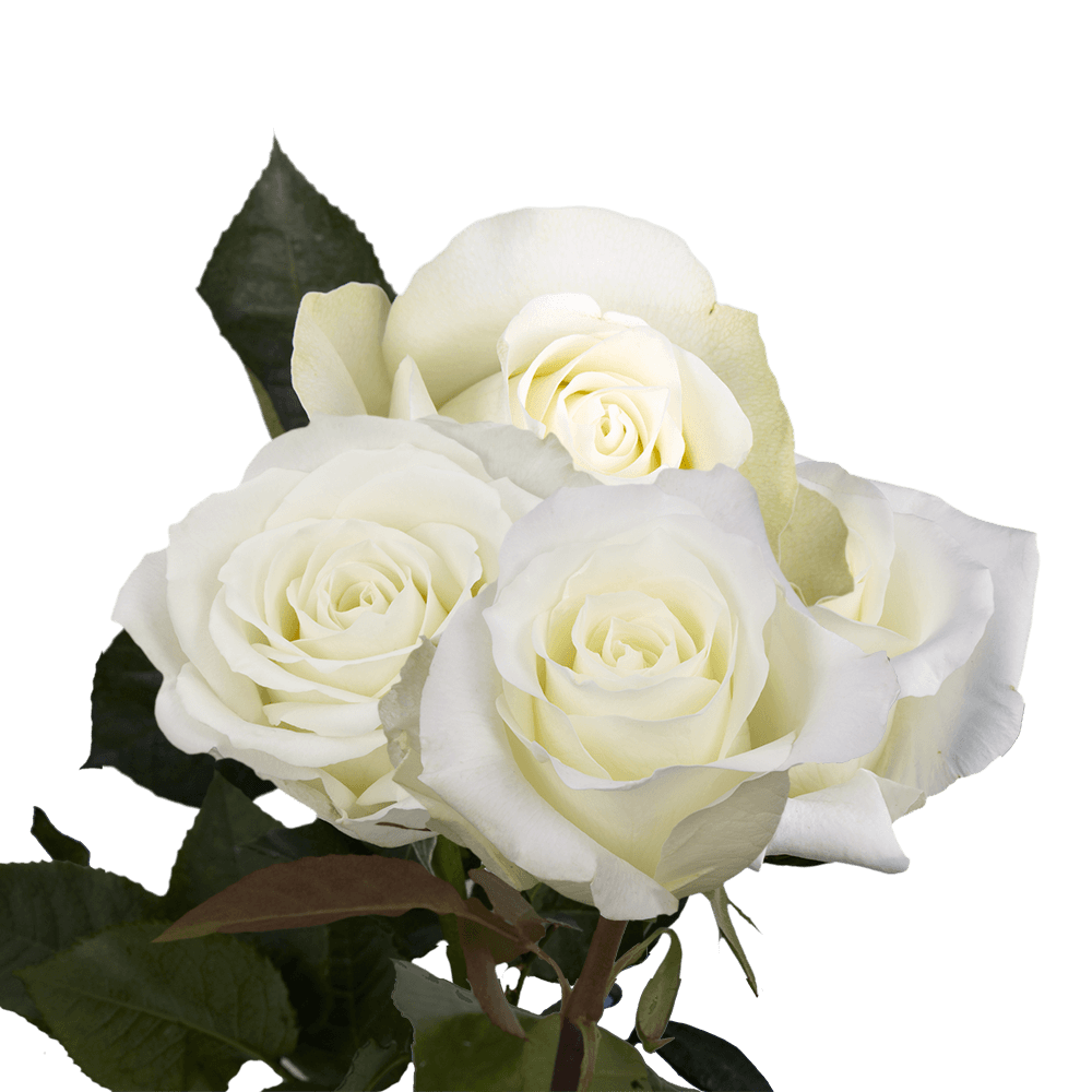 White Roses with Orange Glitter - Bulk  Wholesale Glitter Roses – Flowers  For Fundraising