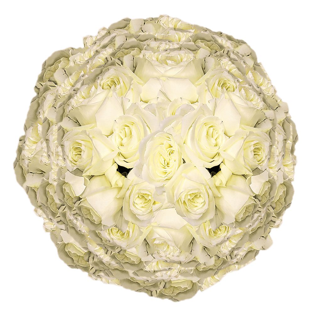 White Roses Bulk Online Live Roses Special 200 White Roses