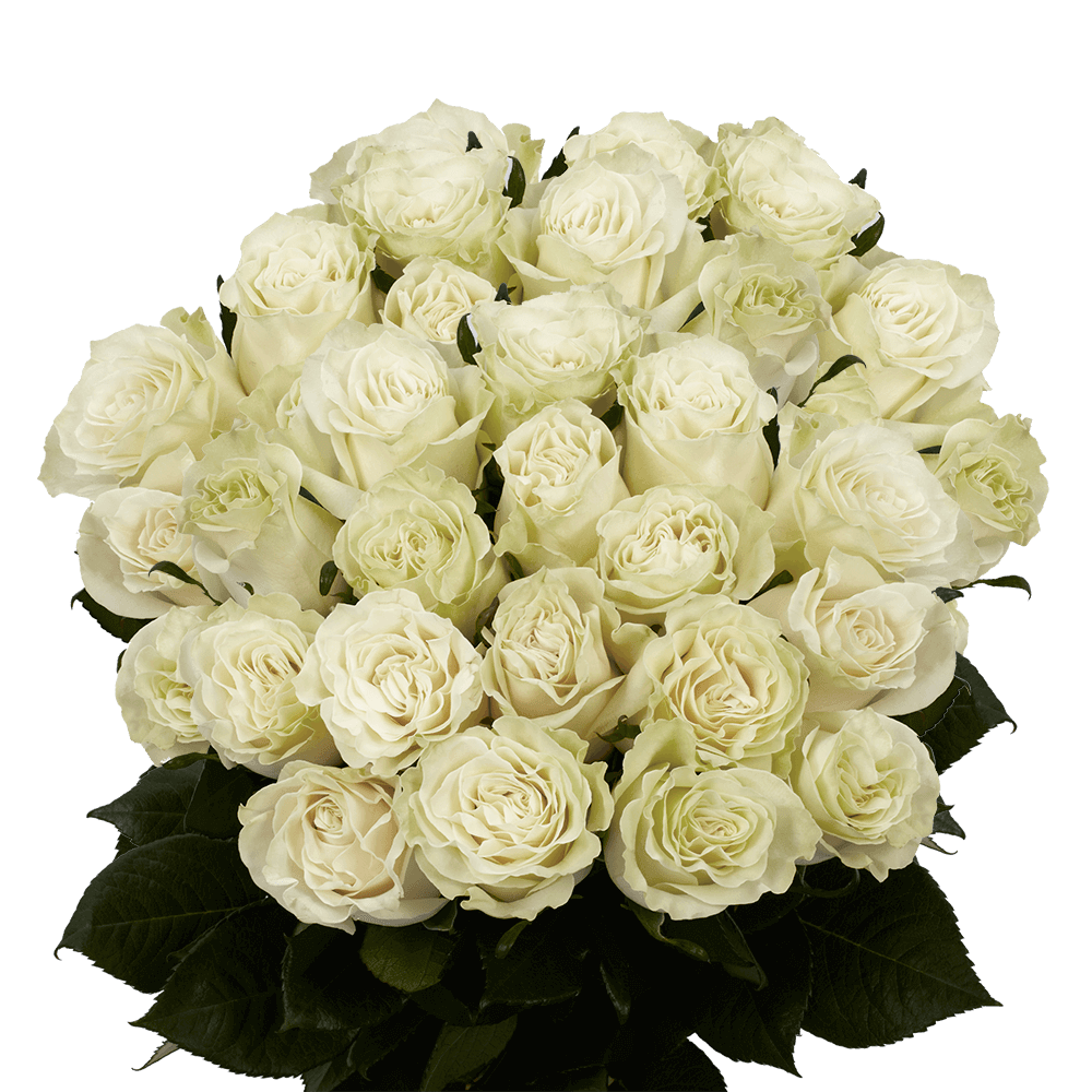 White Roses Buy Cheap Mondial Roses Online