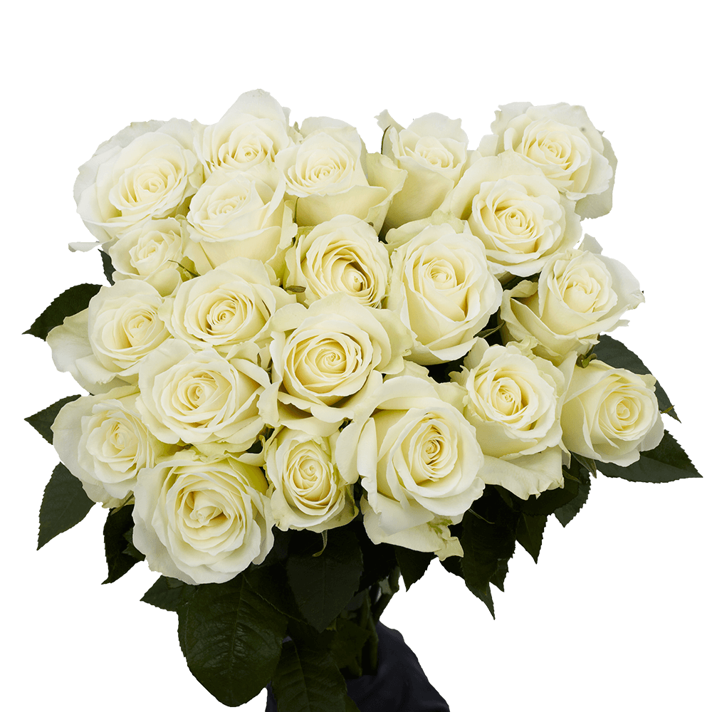 White Roses Cheap Flowers Free Delivery