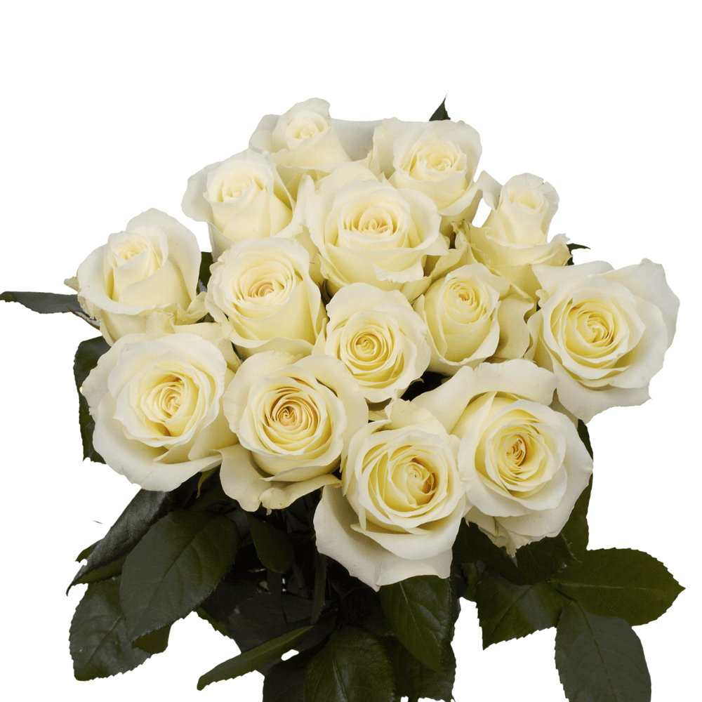 White Roses For Sale Freshest Anastacia Roses