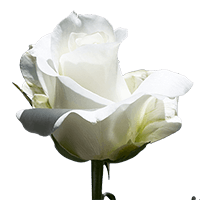 (OC-HB) Qty of Akito Roses