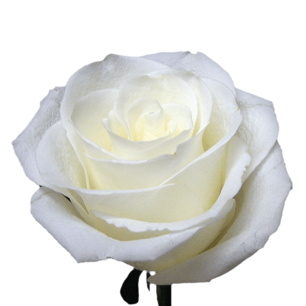 Qty of Valentines Day White Roses For Delivery to Holyoke, Massachusetts