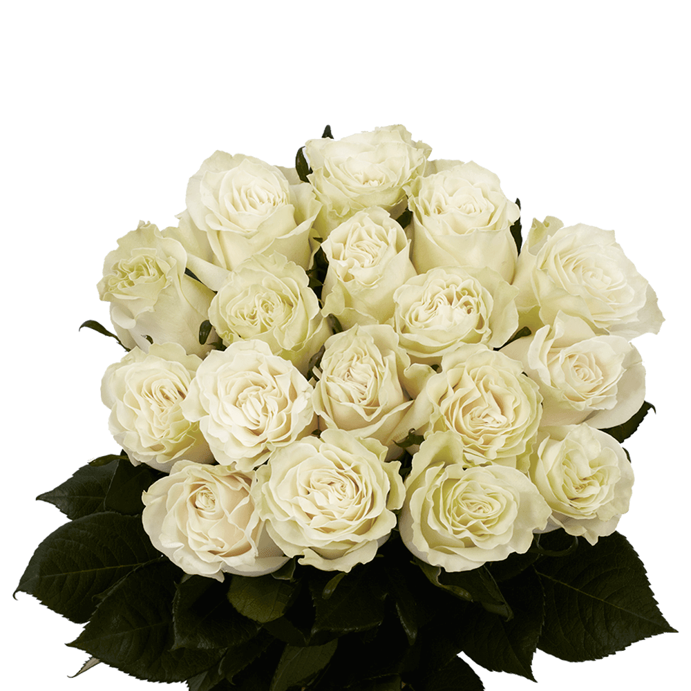 White Roses Fresh Mondial Roses Flowers Direct