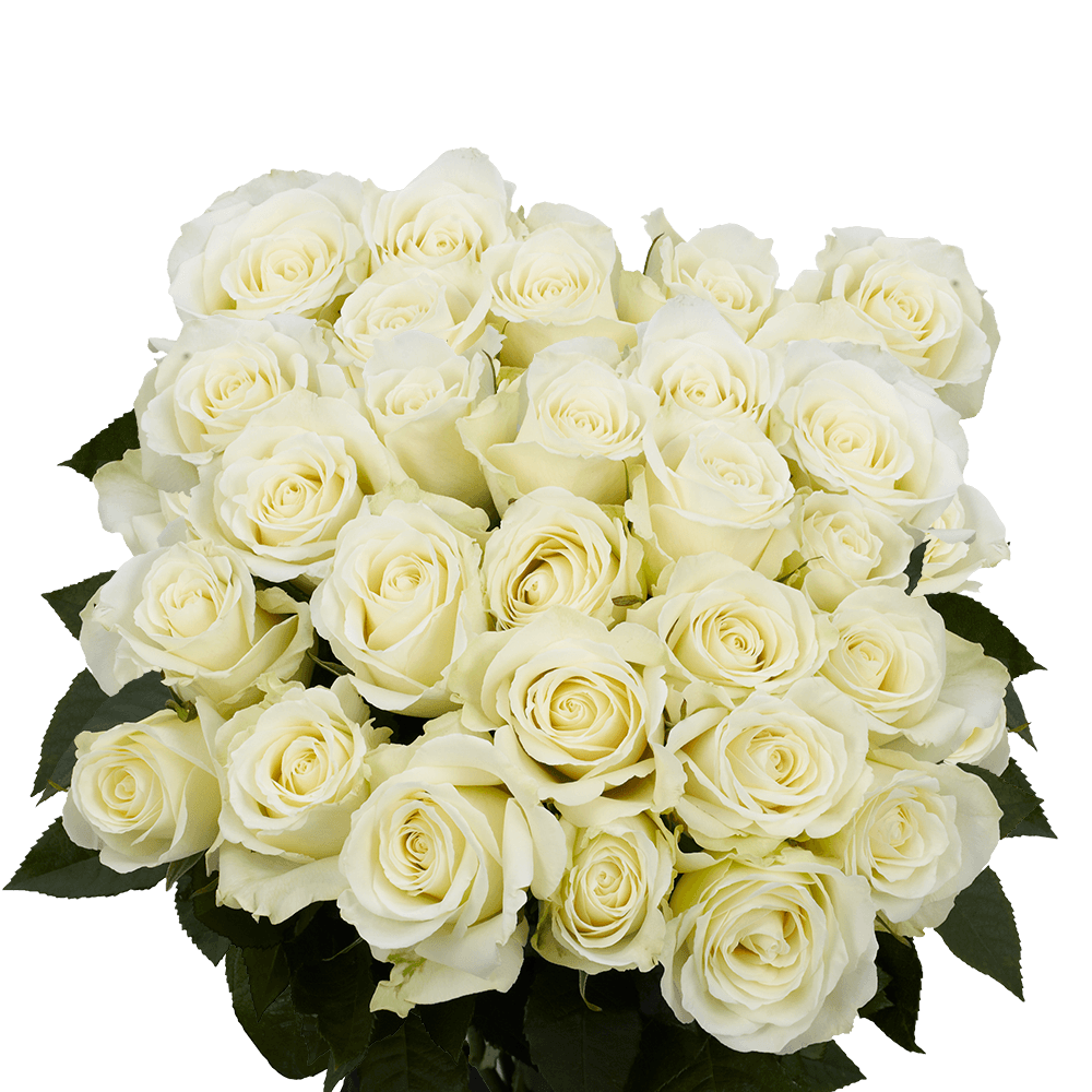 White Roses Fresh Roses Fast Delivery