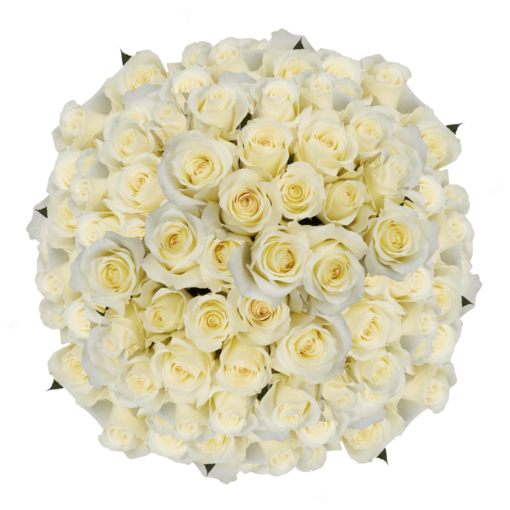 White Roses in Bulk Cut Anastacia Roses