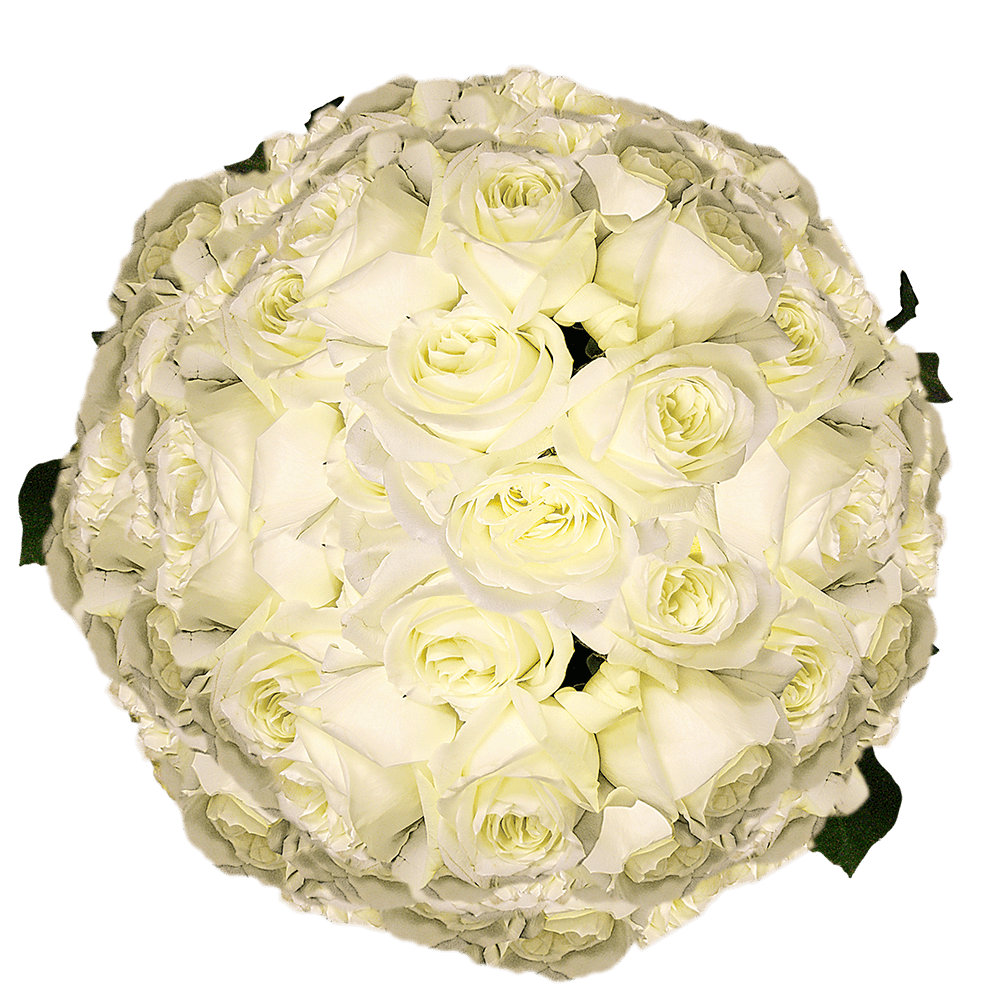 White Roses Long Stem Wholesale Roses Online Deliver Roses Cheap