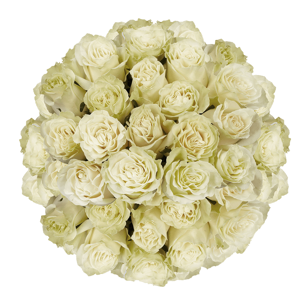 White Roses Mondial Roses for Sale Online