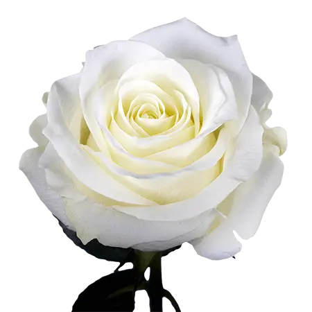 2-White-Cream