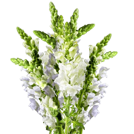 WHITECREAM