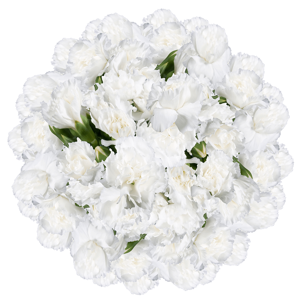 White Spray Carnations Vibrant