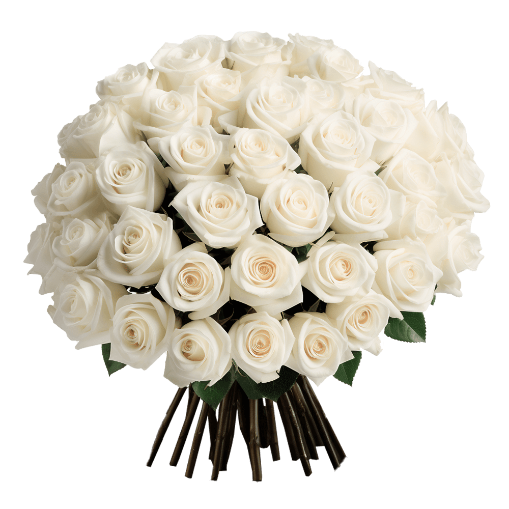 White Valentine Rose