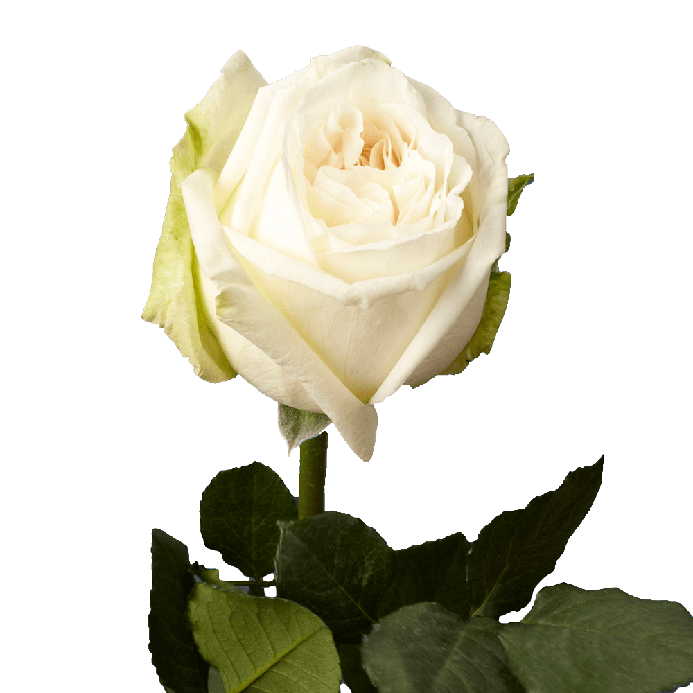 (OC) Garden Rose Ohara White Qty For Delivery to Sebastian, Florida