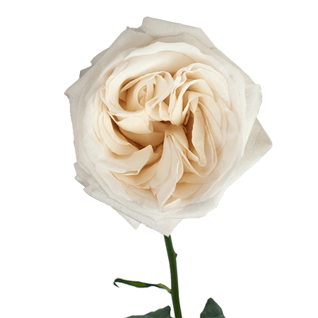 72 White O'Hara Garden Roses