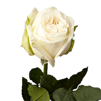 (QB) 72 OHara White Garden Roses For Delivery to Burlington, Vermont