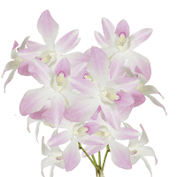 Qty of Miss Teen Dendrobium Orchids For Delivery to Storrs_Mansfield, Connecticut