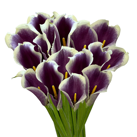 (QB) Mini-Callas Bi-Color White/Purple 12 Bunches