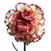 Qty of Tamesis Carnations For Delivery to Springfield, Illinois