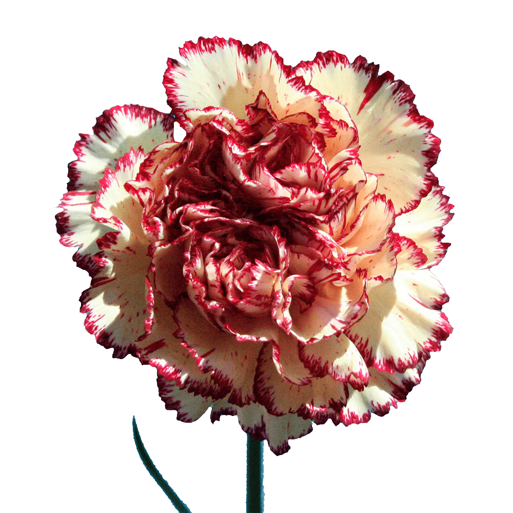 Qty of Tamesis Carnations For Delivery to Culver_City, California
